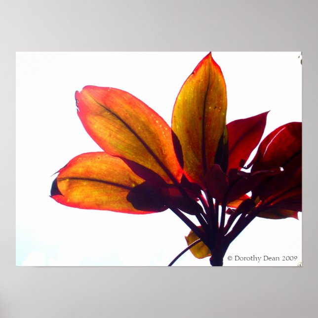 Pflanze Poster (Vorne)