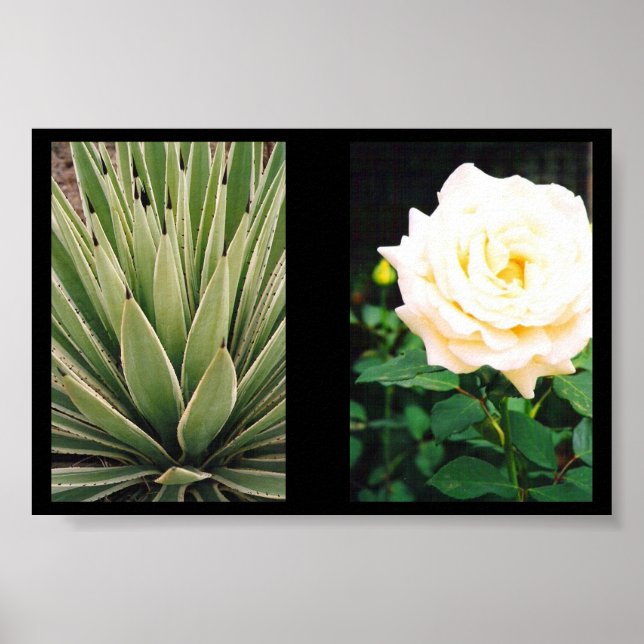 Pflanze Poster (Vorne)