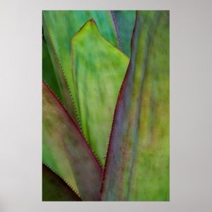 Pflanze Poster