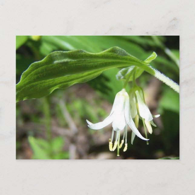 Pflanze Postkarte (Vorderseite)