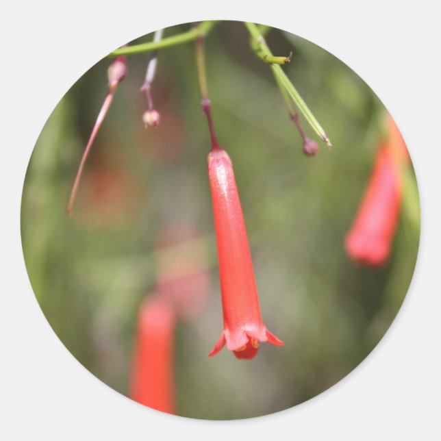 Pflanze Runder Aufkleber (Vorderseite)