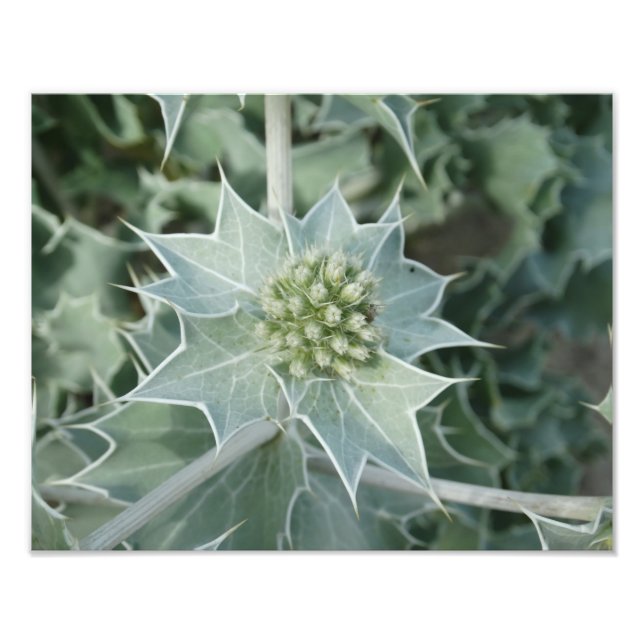 Pflanze Sea Summer Beruflich Foto Paper (Satin) (Vorne)