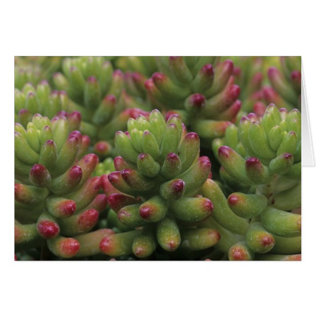 Pflanze Sedum, Wüstenmuseum Arizona-Sonora, (Vorderseite (Horizontal))