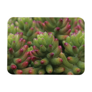 Pflanze Sedum, Wüstenmuseum Arizona-Sonora, Magnet