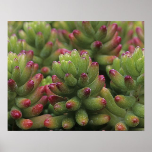 Pflanze Sedum, Wüstenmuseum Arizona-Sonora, Poster (Vorne)