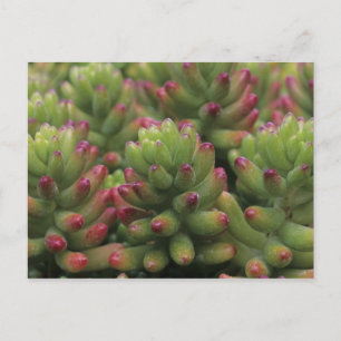 Pflanze Sedum, Wüstenmuseum Arizona-Sonora, Postkarte