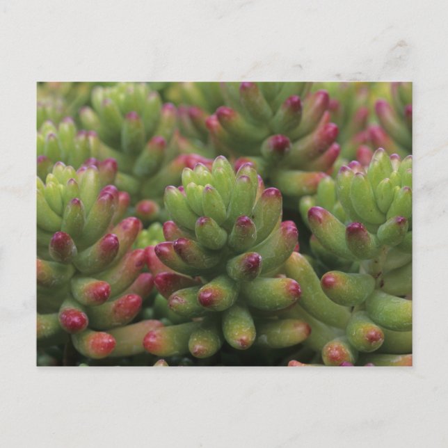 Pflanze Sedum, Wüstenmuseum Arizona-Sonora, Postkarte (Vorderseite)