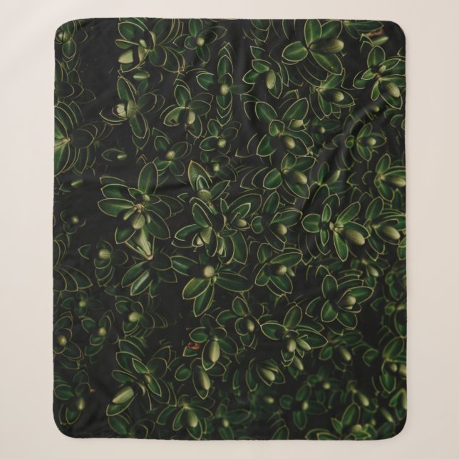 Pflanze Sherpadecke (Vorderseite)