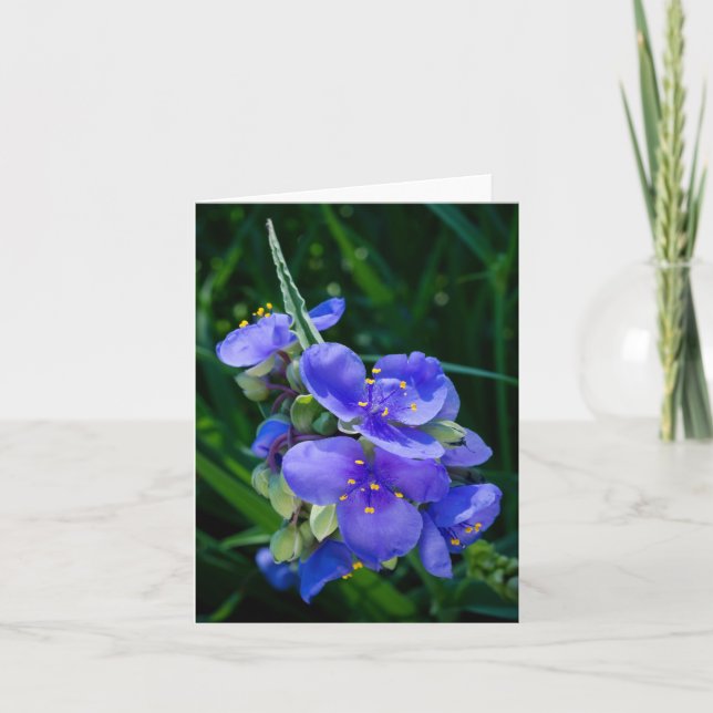 Pflanze Spiderwort im Vollblut Dankeskarte (Vorderseite)