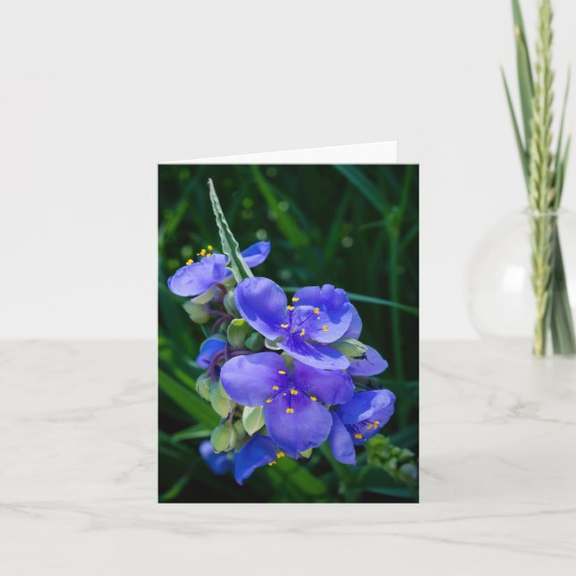 Pflanze Spiderwort im Vollblut Einladung (Vorderseite)