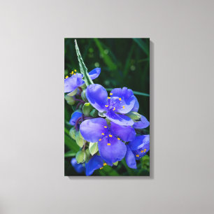 Pflanze Spiderwort im Vollblut Leinwanddruck