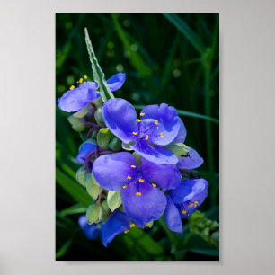 Pflanze Spiderwort im Vollblut Poster