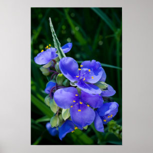 Pflanze Spiderwort im Vollblut Poster