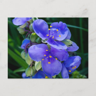 Pflanze Spiderwort im Vollblut Postkarte
