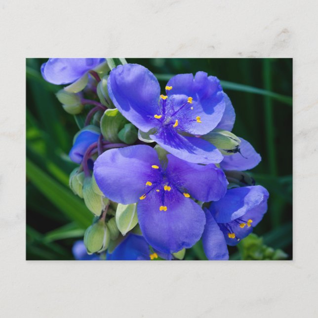 Pflanze Spiderwort im Vollblut Postkarte (Vorderseite)
