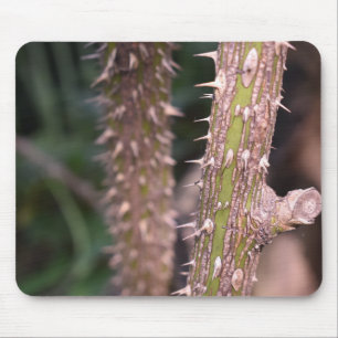 Pflanze Stem Thorns Naturpark Fotografie Mousepad