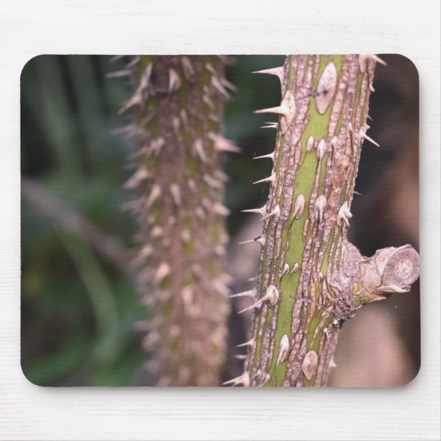 Pflanze Stem Thorns Naturpark Fotografie Mousepad (Vorne)