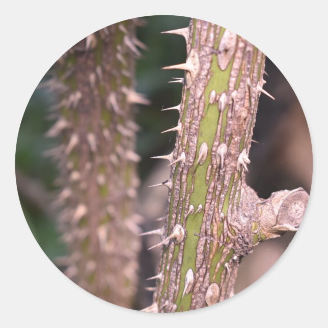 Pflanze Stem Thorns Naturpark Fotografie Runder Aufkleber (Vorderseite)