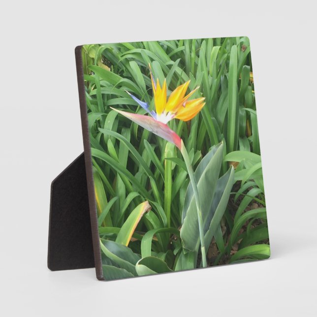 Pflanze (Strelitzia) Fotoplatte (Vorderseite)