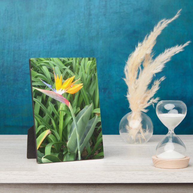 Pflanze (Strelitzia) Fotoplatte (Seite)