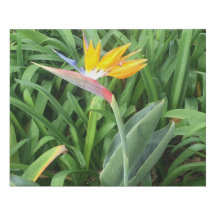 Pflanze (Strelitzia)