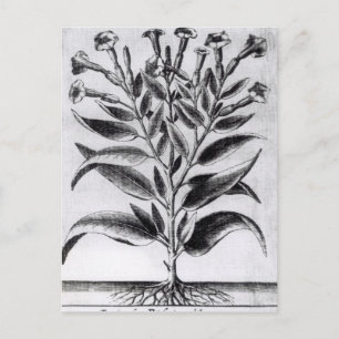 Pflanze Tabak, 1622 Postkarte