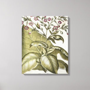 Pflanze Tabak aus der "Hortus Eystettensis" von B Leinwanddruck