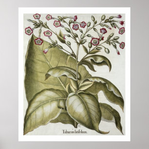 Pflanze Tabak aus der "Hortus Eystettensis" von B Poster