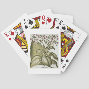 Pflanze Tabak aus der "Hortus Eystettensis" von B Spielkarten