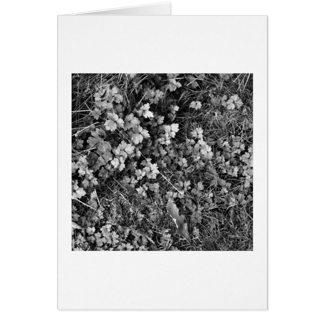 Pflanze und Gras (Vorne)