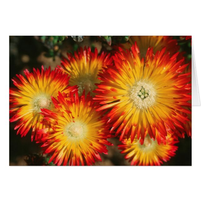 Pflanze von Eis (Lampranthus aureus) im Blut (Vorderseite (Horizontal))