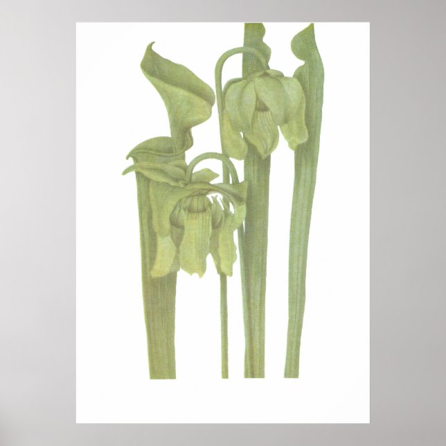 Pflanze von Fleischfressern - Sarracenia flava Poster (Vorne)