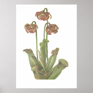 Pflanze von Fleischfressern - Sarracenia purpurea Poster