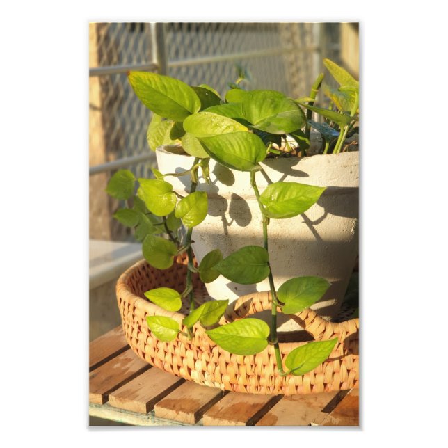 Pflanze von Geld Fotodruck (Vorne)