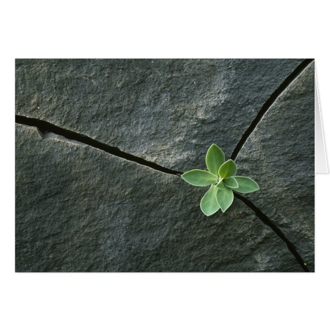 Pflanze wächst im Rackboulder (Vorderseite (Horizontal))