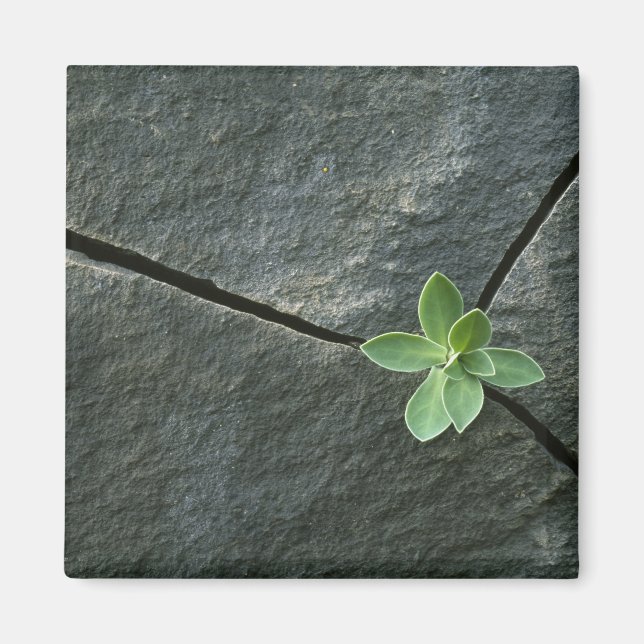 Pflanze wächst im Rackboulder Magnet (Vorne)