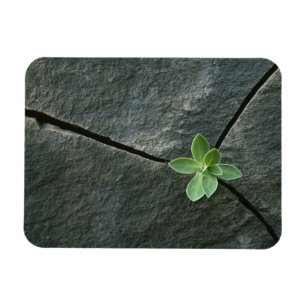 Pflanze wächst im Rackboulder Magnet