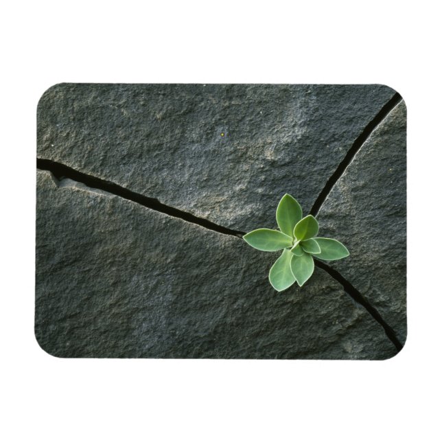 Pflanze wächst im Rackboulder Magnet (Horizontal)