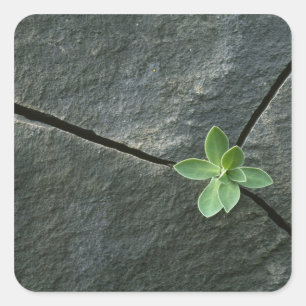 Pflanze wächst im Rackboulder Quadratischer Aufkleber