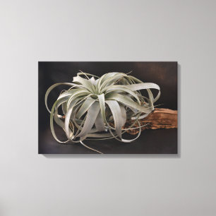 Pflanze Xerographica Leinwanddruck