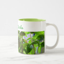 Pflanzen behalten wachsende Samen mit Namen Zweifarbige Tasse