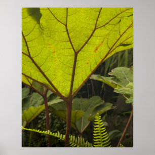 Pflanzendetail in einem botanischen Garten, Ecuado Poster