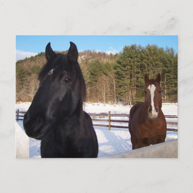 PFLANZENSCHUTZ POSTKARTE (Vorderseite)