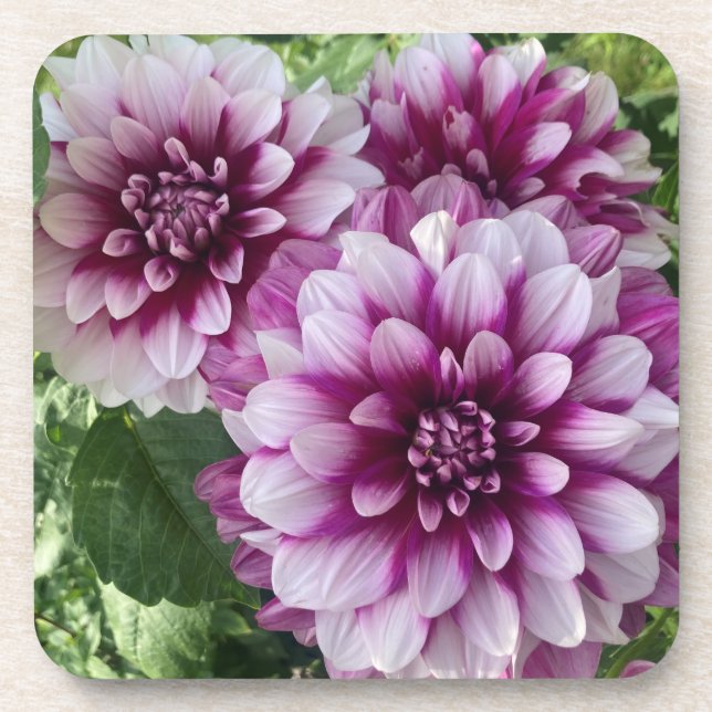 Pflaster Dahlia, Atemberaubende Lila Blume Getränkeuntersetzer (Vorderseite)