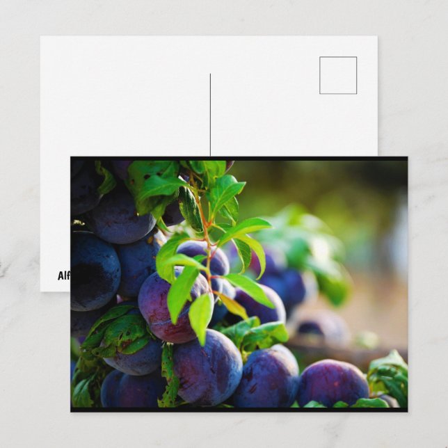 Pflaume auf dem Baum Postkarte (Vorne/Hinten)