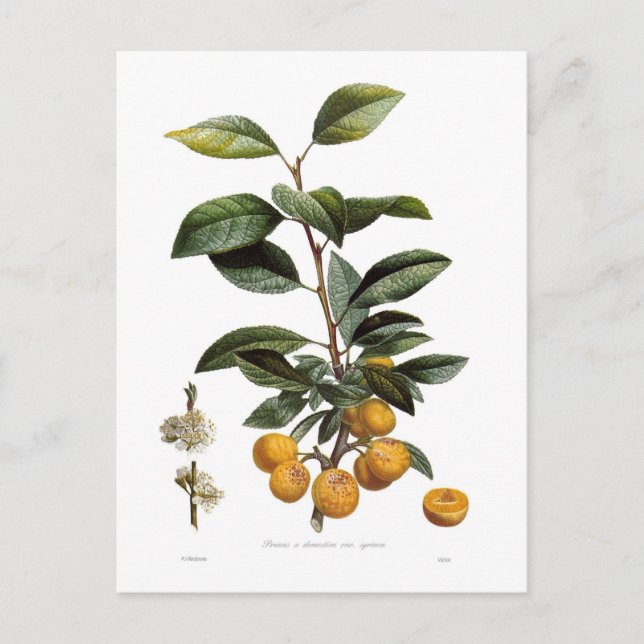 Pflaume Postkarte (Vorderseite)