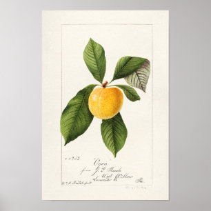 Pflaume (Prunus Domestica) Fruchtfarben Poster