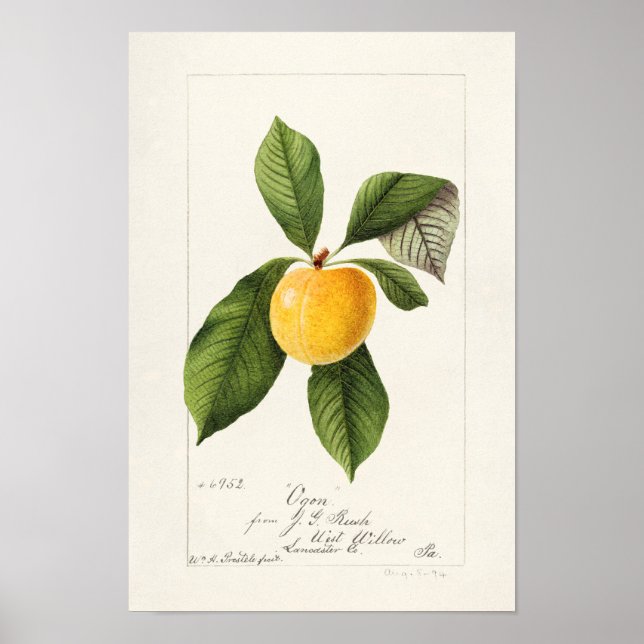 Pflaume (Prunus Domestica) Fruchtfarben Poster (Vorne)