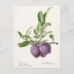 Pflaume (Prunus Domestica) Fruchtmalerei Postkarte
