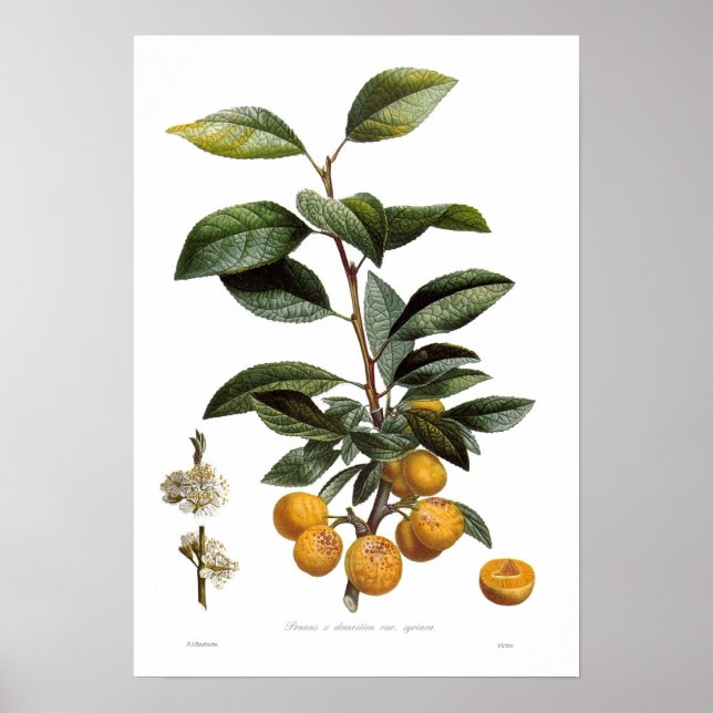 Pflaume (Prunus x domestica var. syriaca) Poster (Vorne)